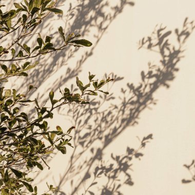 Tarafsız bej duvarda yeşil ağaç yaprakları ve güneş ışığı gölgeleri. Estetik çiçekli gölge arkaplanı