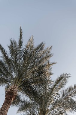 Hindistan cevizi palmiyeleri. Güzel yaz egzotik tropik doğa geçmişi