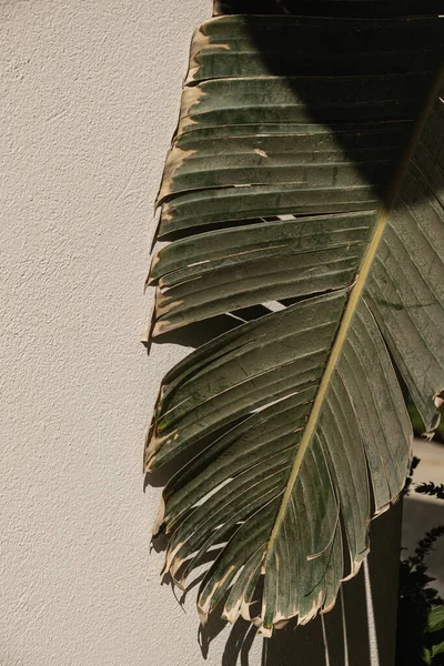 Primo Piano Belle Foglie Palma Tropicale Verde Lussureggiante Con Ombre — Foto Stock