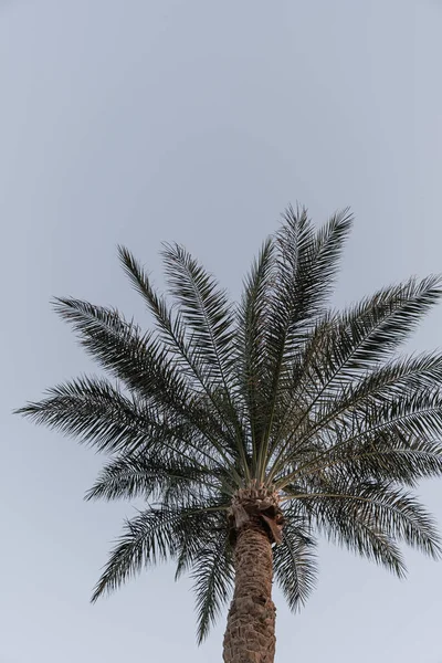 Летняя Тропическая Пальма Против Голубого Неба Нейтральный Фон Концепция Лета — стоковое фото