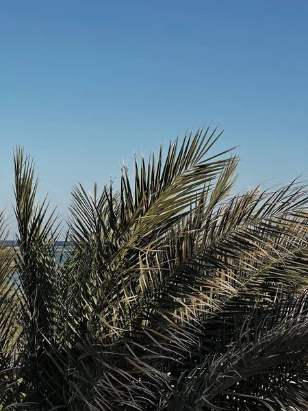 Verano Exóticas Hojas Palmera Tropical Contra Cielo Azul Fondo Viaje — Foto de Stock