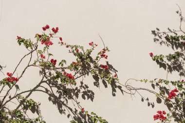 Kırmızı çiçek dalları, tarafsız bej beton duvarda yapraklar. Doğal çiçekli arka plan.
