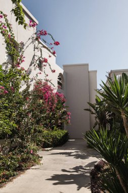 Evin bej duvarında kırmızı çiçekli tropik bir bitki. Duvarda güneş ışığı gölgeleri var. Yaz çiçeği arkaplan kompozisyonu