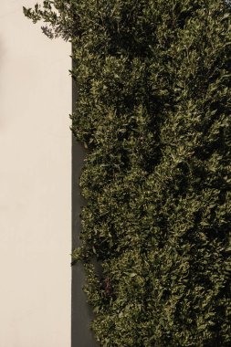 Bej duvarda yeşil çalı bitkisi. Estetik yaz çiçekli arkaplan kompozisyonu