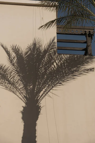 热带棕榈树叶子和阳光阴影在中性米黄色墙壁上 审美花影轮廓背景图 — 图库照片