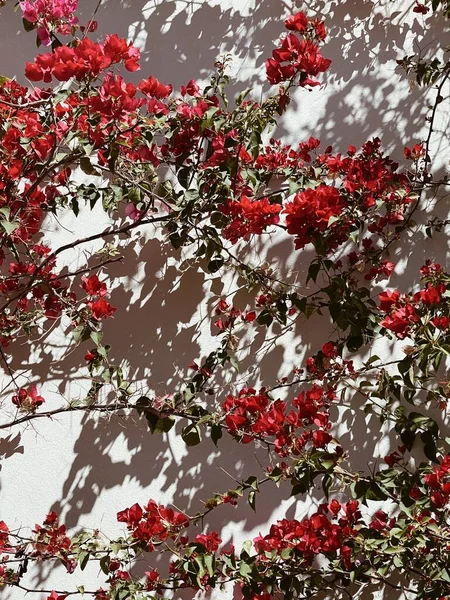 热带植物 米黄色的墙上有红色的花 墙上有阳光的影子 夏季花卉背景图 — 图库照片