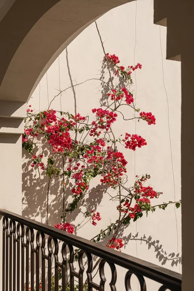 Flores Vermelhas Parede Bege Com Sombras Luz Solar Verão Estética — Fotografia de Stock