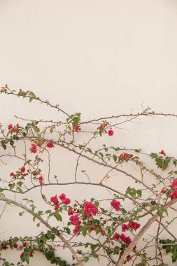 Kırmızı çiçek dalları, tarafsız bej beton duvarda yapraklar. Doğal çiçekli arka plan.