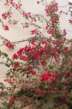 Kırmızı çiçek dalları, tarafsız bej beton duvarda yapraklar. Doğal çiçekli arka plan.