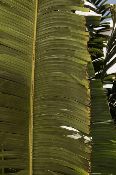 Primo Piano Belle Foglie Palma Tropicale Verde Lussureggiante Estate Vacanze — Foto Stock