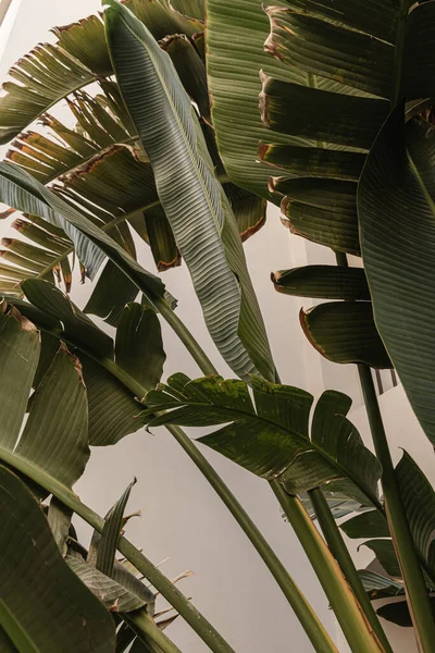 Kokospalmblad Vacker Sommar Exotisk Tropisk Natur Bakgrund Sommarresor Semesterkoncept — Stockfoto