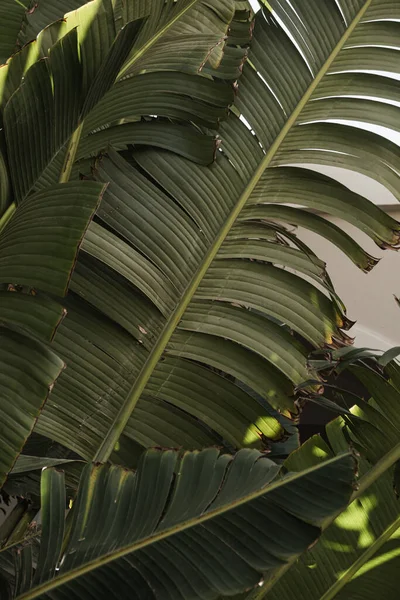 Foglie Palma Bella Estate Sfondo Esotico Natura Tropicale Viaggi Estivi — Foto Stock