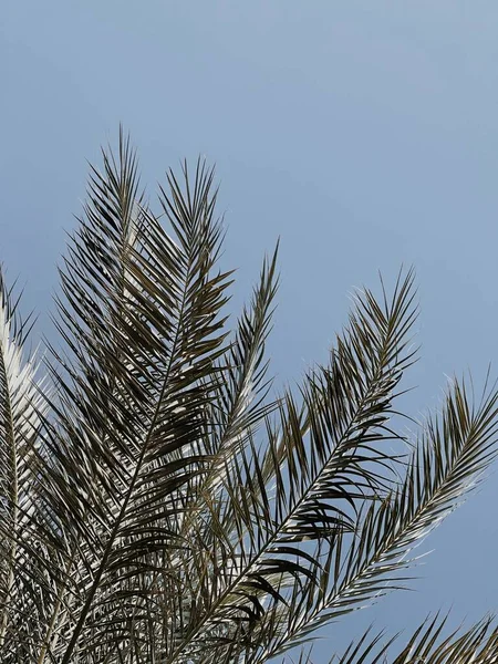 Летние Экзотические Листья Тропических Пальм Против Голубого Неба Летний Отдых — стоковое фото