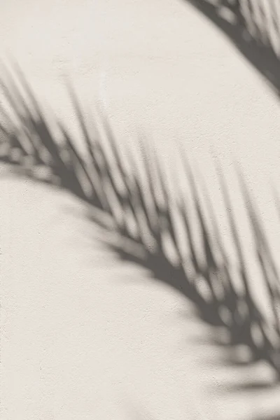 Duvarda Tropik Palmiye Yaprağı Güneş Işığı Gölgesi Tarafsız Beyaz Arka — Stok fotoğraf