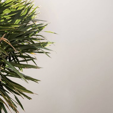 Güzel yemyeşil tropikal palmiye yaprakları bej duvarın yanında. Yaz tatili çiçekli arka plan