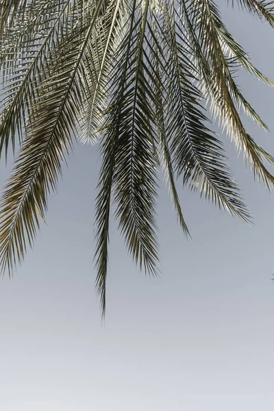 Verano Exótica Palmera Tropical Contra Cielo Azul Fondo Viaje Verano — Foto de Stock