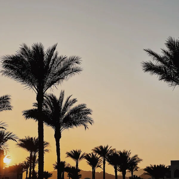 青い空 熱帯のヤシの木と美しい夕日や日の出の景色 夏の旅行休暇のコンセプトの背景 — ストック写真