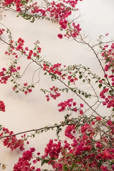 米色墙上的红色花朵 美丽的夏季花卉背景构图 — 图库照片