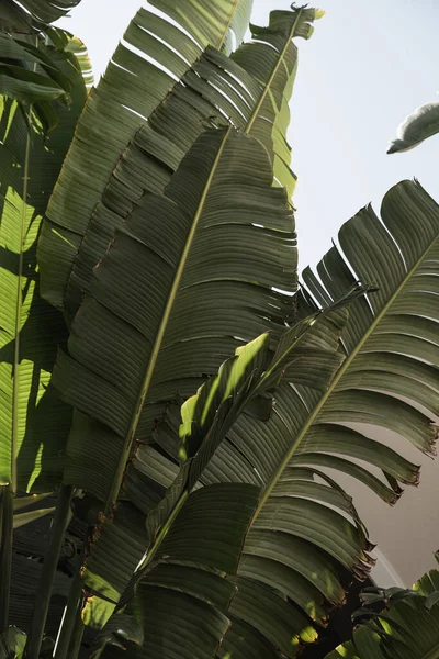 Sommaren Exotiska Tropiska Palmer Blad Mot Blå Himmel Sommar Resor — Stockfoto