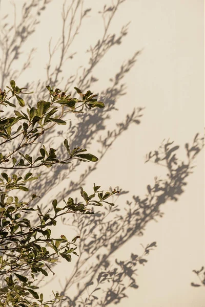 Тропічна Рослина Бежевій Стіні Сонячні Тіні Стіні Літня Квіткова Композиція — стокове фото