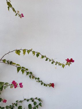 Kırmızı çiçek dalları, tarafsız bej beton duvarda yapraklar. Doğal çiçekli arka plan.