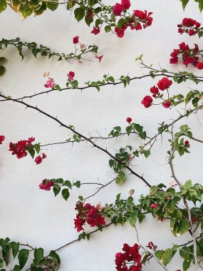 Kırmızı çiçek dalları, tarafsız bej beton duvarda yapraklar. Doğal çiçekli arka plan.