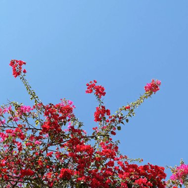 Mavi arka planda kırmızı çiçekli tropik bitki. Yaz çiçeği arkaplan kompozisyonu
