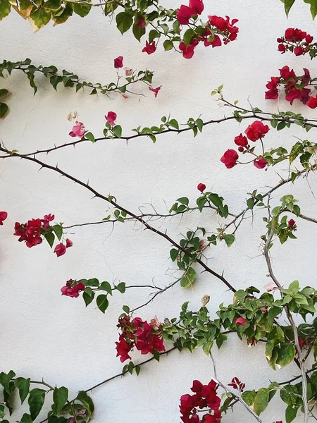 Kırmızı çiçek dalları, tarafsız bej beton duvarda yapraklar. Doğal çiçekli arka plan.