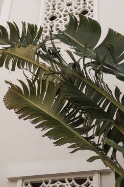 Beyaz sarayın yanında yemyeşil yaprakları olan tropik palmiye ağaçları, tatil köyü inşaatı. Seyahat, yaz tatili konsepti