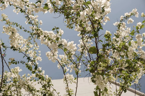 绽放的白花枝条 自然夏季花卉组成 — 图库照片
