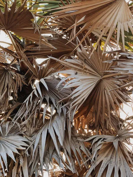 Folhas Palmeiras Tropicais Exóticas Secas Verão Fundo Viagem — Fotografia de Stock