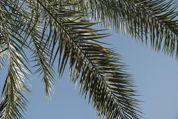 Verano Exóticas Hojas Palmera Tropical Contra Cielo Azul Fondo Viaje — Foto de Stock