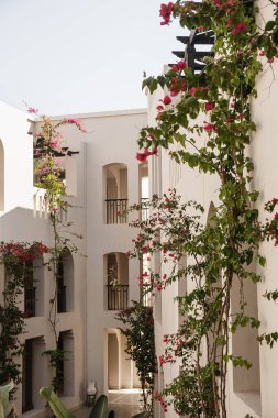 Güzel kırmızı çiçekleri ve yeşil yaprakları olan tropik bitkiler bej renkli gölgeli binaya karşı. Yaz tatili çiçekli arka plan