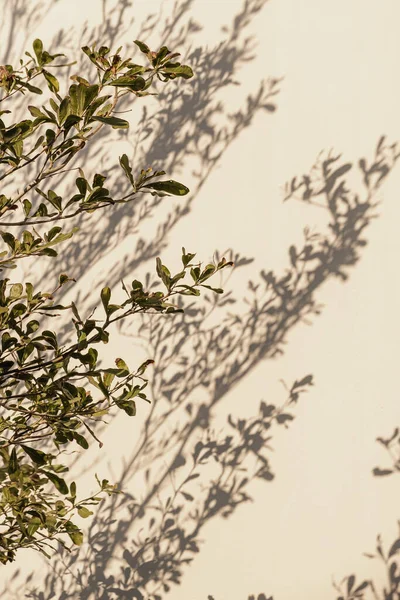 Feuilles Plantes Arbre Vert Ombres Lumière Soleil Sur Mur Beige — Photo