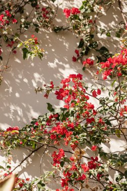 Kırmızı çiçekler, nötr bej duvara dallar ve güneş ışığı gölgesi dikerler. Estetik çiçekli gölge arkaplanı