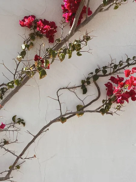 Ramo Flores Vermelhas Folhas Parede Concreto Bege Neutro Fundo Mínimo — Fotografia de Stock