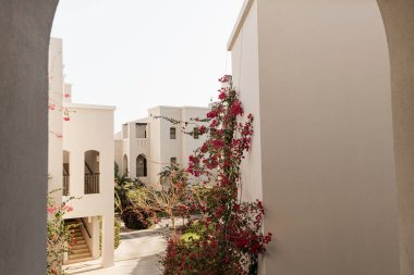 Bej bina penceresinde kırmızı çiçekli güzel bir tropikal bitki ağacı. Minimal yaratıcı yaz çiçekleri arka planı