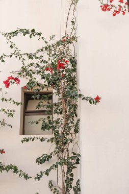 Bej duvarda kırmızı çiçekler. Estetik yaz çiçekli arkaplan kompozisyonu