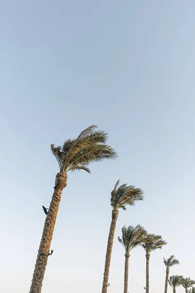 夏日热带椰子树映衬蓝天 中立背景 夏季和旅行概念 — 图库照片