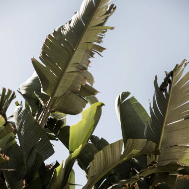 Hindistan cevizi palmiyesi yaprakları. Güzel bir yaz tropikal doğa geçmişi. Yaz seyahati, tatil kavramı.