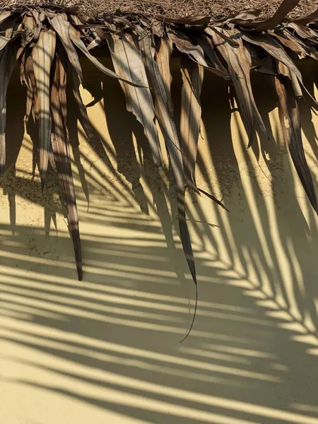 干燥的热带棕榈树叶子和阳光阴影在中性的色彩墙上 美观大方的花卉影子轮廓背景 — 图库照片