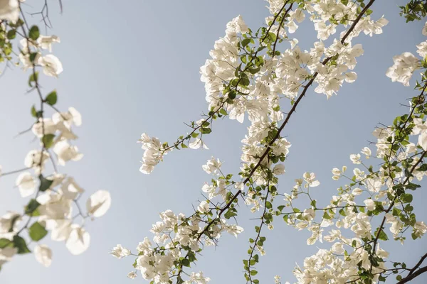 青い空に対して美しい白い花と緑の葉を持つ熱帯植物の閉鎖 — ストック写真
