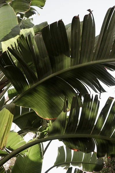 Kokospalmblad Vacker Sommar Exotisk Tropisk Natur Bakgrund Sommarresor Semesterkoncept — Stockfoto