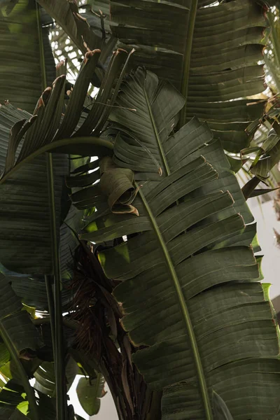 Närbild Vackra Frodiga Gröna Tropiska Palmblad Sommar Resor Semester Blommig — Stockfoto