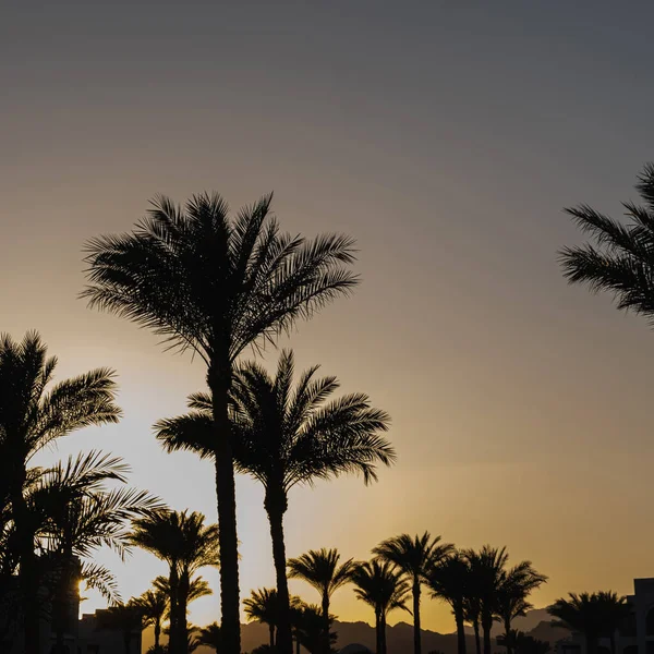 Verano Cocoteros Tropicales Contra Cielo Del Atardecer Fondo Neutro Concepto —  Fotos de Stock