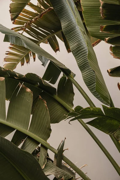 Fechar Folhas Palma Tropicais Exóticas Verdes Verão Natureza Fundo — Fotografia de Stock