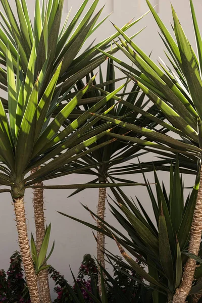 Palmera Tropical Con Hojas Verdes Exuberantes Cerca Casa Blanca Edificio — Foto de Stock