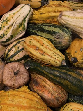 Renkli sarı, beyaz, turuncu, yeşil sonbahar balkabağı desenleri