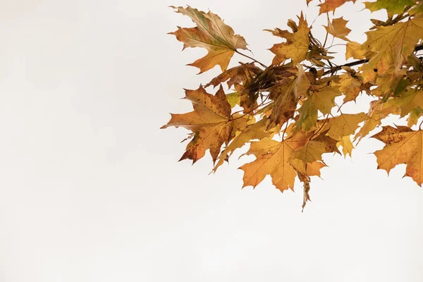 Kolorowe Złote Żółte Jesienne Liście Gałęziach Drzew Zewnętrzny Jesień Liście — Zdjęcie stockowe