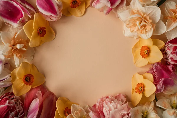 Abstract floral aesthetic background. Round floral frame wreath of colourful narcissus and tulip flowers on ginger background with blank copy space mockup. Beautiful flowers and petals template